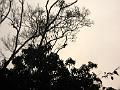 0704 calakmul 03